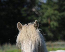 horse Kontra K (Shetland Pony, 2018, from Karlos)