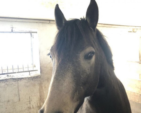 Dressurpferd Pebbles (Connemara-Pony, 2018)