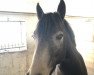 dressage horse Pebbles (Connemara Pony, 2018)