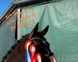 dressage horse Gin Tonic H (Rhinelander, 2015, from Goldberg)