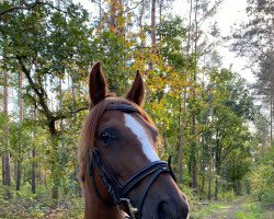 horse Arizona (Deutsches Reitpony, 2017, from Allbrighton)