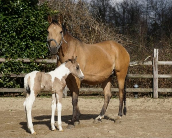 Zuchtstute Cocolina (Deutsches Reitpony, 2016, von Cassini)