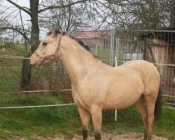 horse Goldstern (German Riding Pony, 2014, from Golden State 2)