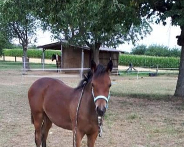 dressage horse Amy (German Riding Pony, 2018, from A kind of Magic 5)