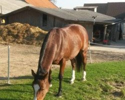 dressage horse Valentina (German Riding Pony, 2012, from Valido's Highlight)