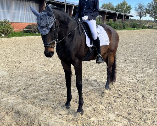 Pferd Thunderlight (Deutsches Reitpony, 2011, von Trentino)