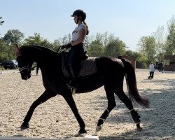 dressage horse Gossip Girl ST (Oldenburg, 2017, from Fürstenball)