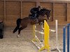 jumper Liselotte 29 (German Sport Horse, 2015, from Loran)