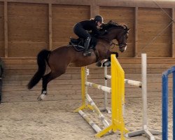 jumper Liselotte 29 (German Sport Horse, 2015, from Loran)