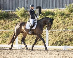 jumper Gillette 8 (Hanoverian, 2013, from Graf Galen)