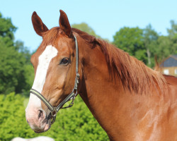 horse Farino Farbenfroh (Hannoveraner, 2011, from Fürst Nymphenburg)