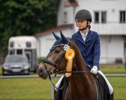 dressage horse Nobel Magic Dancer Zss (German Riding Pony, 2012, from Nobel Noire ZSS)