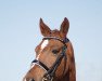 dressage horse Fagamo (Westphalian, 2002, from Fürst Piccolo)