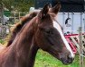 dressage horse Neas Gold (Oldenburg, 2022, from Best of Gold)