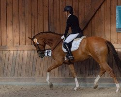 dressage horse Odile von Carlsdorf (Mecklenburg, 2018, from Destano)