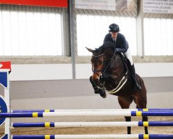 jumper Steuberhof's Cloudy Bay (Hanoverian, 2016, from Contendro I)