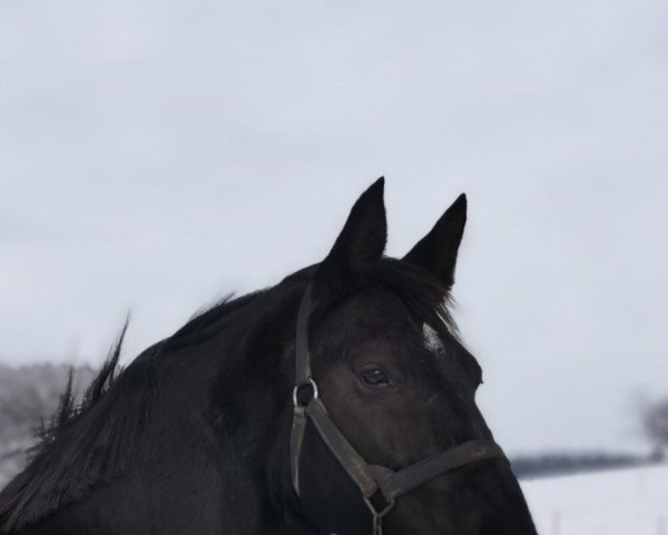 Zuchtstute Emmy (Sächs.-Thür. Schweres Warmbl., 2014, von Gordon)