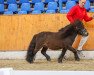 Deckhengst Prince Perfect vom Herrenhof (Shetland Pony (unter 87 cm), 2011, von Prince vom Shettyhof)