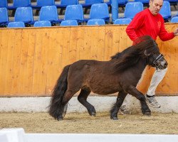 stallion Prince Perfect vom Herrenhof (Shetland pony (under 87 cm), 2011, from Prince vom Shettyhof)