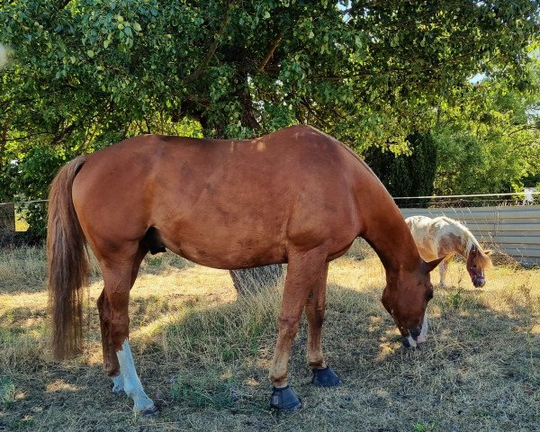 horse Waikiki (Hanoverian, 2007, from Weltmeyer)