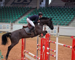 Springpferd Chainsmoker H (Deutsches Sportpferd, 2015, von Cliff H)