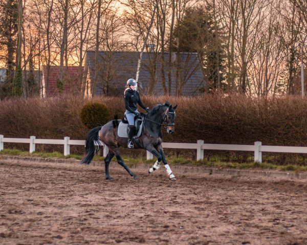 Dressurpferd Royal Lady Deluxe (Hannoveraner, 2017, von Rock Forever NRW)