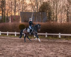 dressage horse Royal Lady Deluxe (Hanoverian, 2017, from Rock Forever NRW)