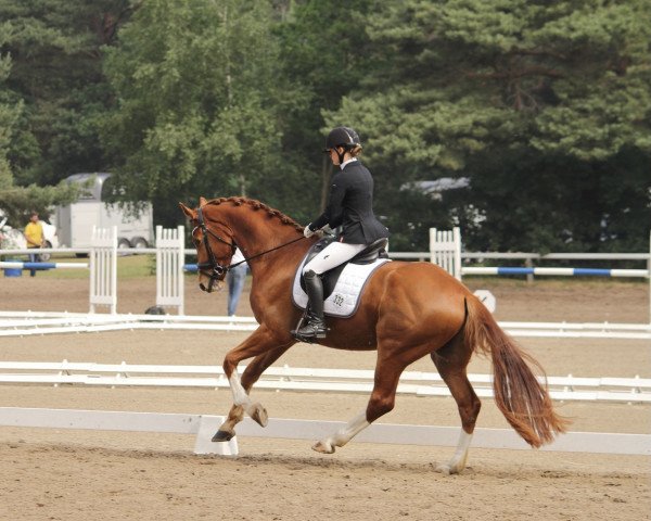 dressage horse Louis Hb (Hanoverian, 2017, from Libertad)