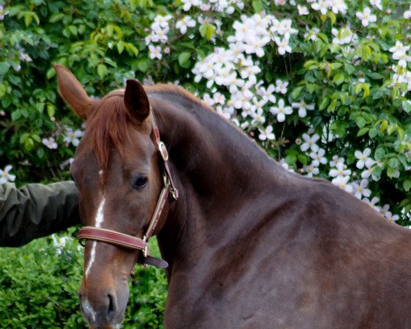 broodmare Fleur de Don Schufro (Oldenburg, 2011, from Don Schufro)