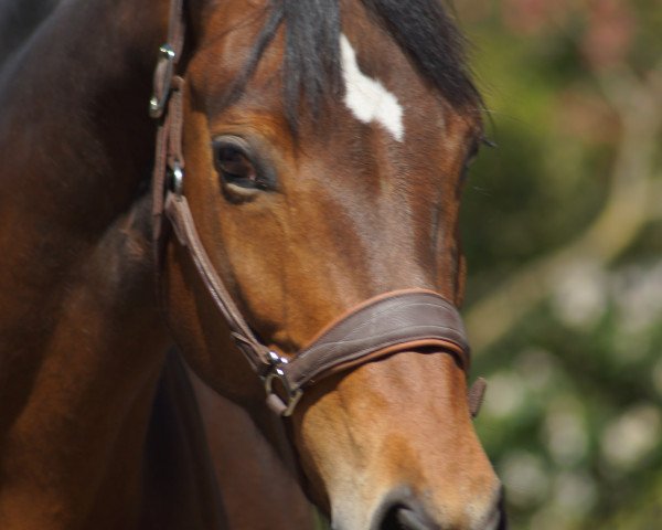 broodmare S-Ricciana (Hanoverian, 2009, from Sandro Hit)