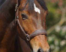 broodmare S-Ricciana (Hanoverian, 2009, from Sandro Hit)