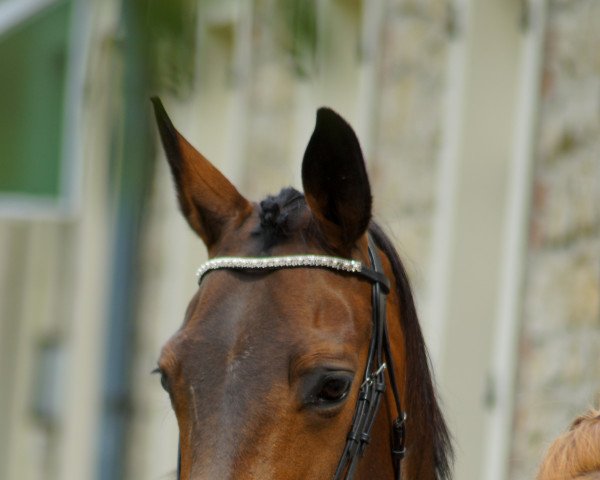 broodmare Tia Deluxe (Oldenburg, 2012, from Don Daxau)