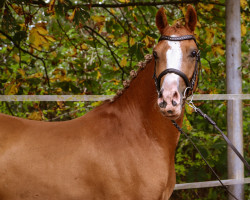 Dressurpferd Dusty V 3 (Deutsches Reitpony, 2019, von Dimension AT NRW)