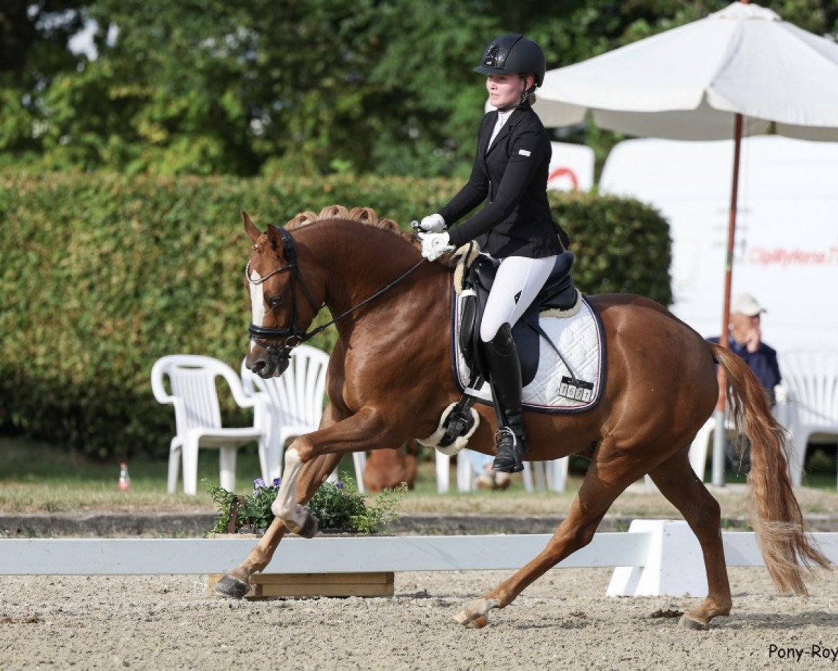 dressage horse Diamond Red P (German Riding Pony, 2018, from Diamond Touch NRW)