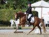 Dressurpferd Diamond Red P (Deutsches Reitpony, 2018, von Diamond Touch NRW)