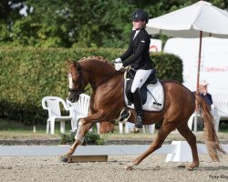 dressage horse Diamond Red P (German Riding Pony, 2018, from Diamond Touch NRW)