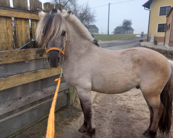 stallion Ilvano (Fjord Horse, 2017, from Ilmar)