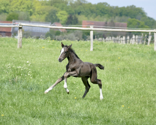 dressage horse Stute von Sportsfreund / Don Schufro (Westphalian, 2022, from Sportsfreund 14)