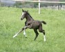 dressage horse Stute von Sportsfreund / Don Schufro (Westphalian, 2022, from Sportsfreund 14)