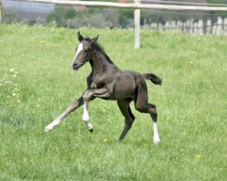 Dressurpferd Stute von Sportsfreund / Don Schufro (Westfale, 2022, von Sportsfreund 14)