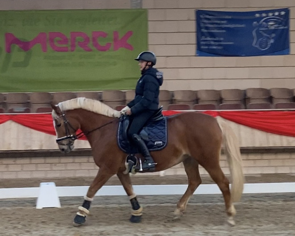 Dressurpferd Bella 853 (Haflinger-Mix, 2005)
