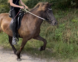 Pferd Litla vom Südstrand (Islandpferd, 2016, von Fami von Kranichtal)