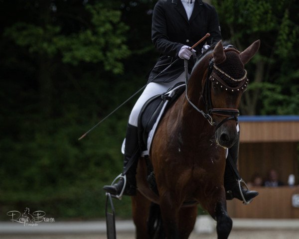 dressage horse High Five 4 (German Riding Pony, 2006, from Halifax)