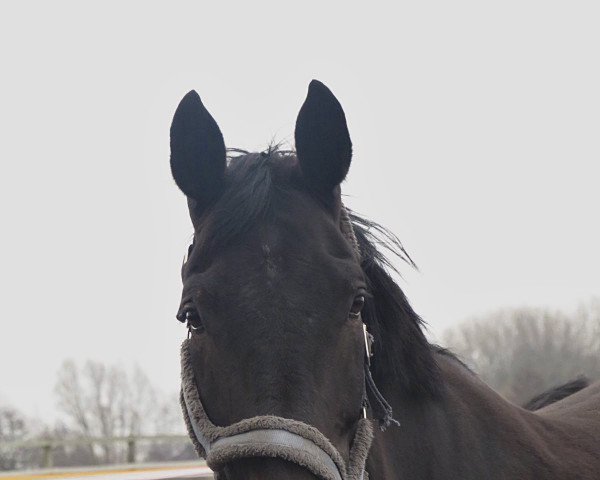 broodmare Scarlett (Hanoverian, 2009, from Satisfaction FRH)