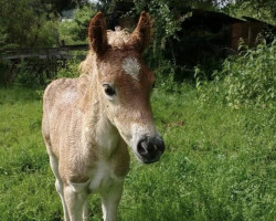 dressage horse Nuggat (Haflinger, 2017, from Nostradamus)