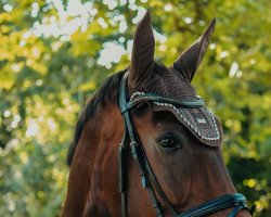 jumper Calibur Ass (Hanoverian, 2009, from Count Grannus)