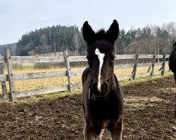 dressage horse Cutie Pie (Westphalian, 2023, from Diamantenglanz)