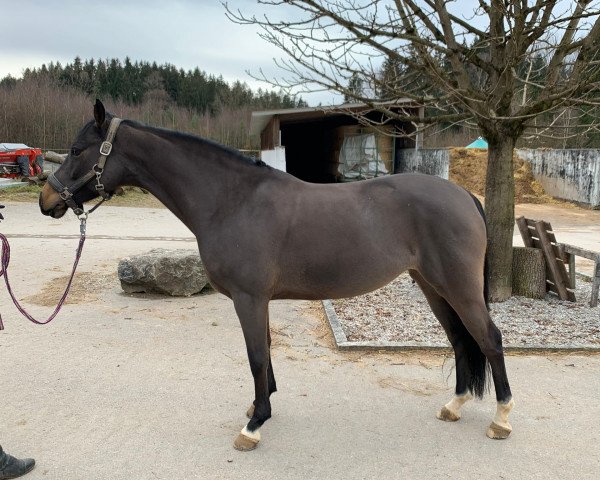 broodmare Teatime 10 (German Riding Pony, 2016, from FS Champion de Luxe)