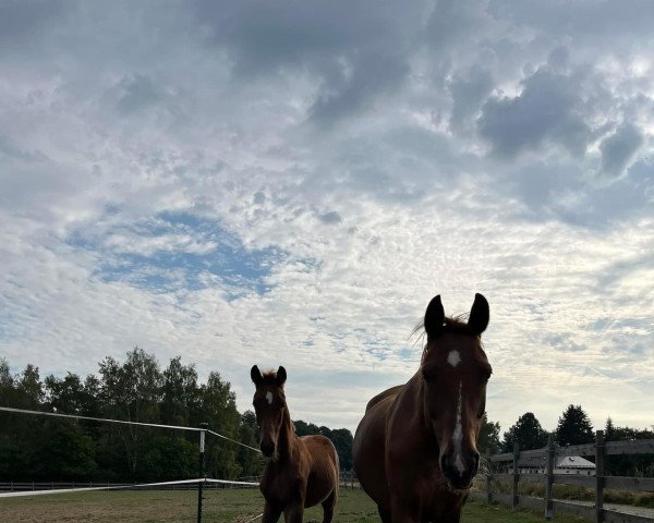 broodmare Belle Orange (Oldenburg, 2015, from Franziskus FRH)