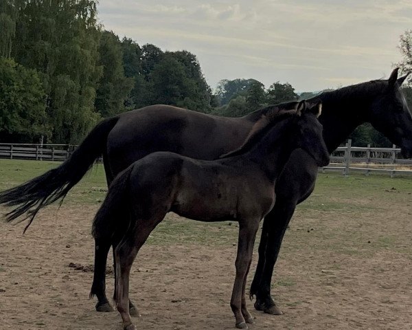 dressage horse Superstar (German Sport Horse, 2022, from Sir Graditz)